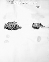Megalospora tuberculosa image